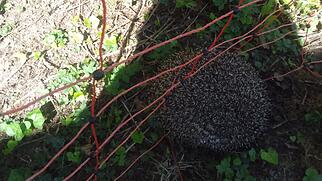 FdT Igel Maschenzaun