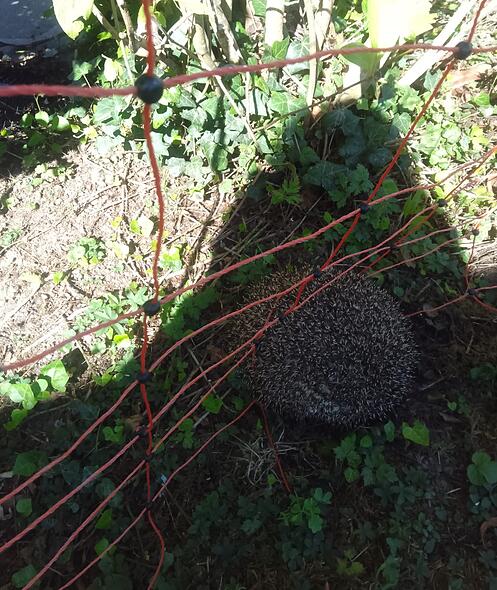 FdT Igel Maschenzaun
