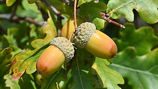 FdT Stieleiche Baum