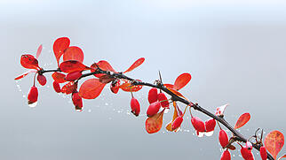 FdT Berberitze Natur Pflanze