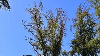 Zurzibieter Natur im Trockenheits- und Hitzestress