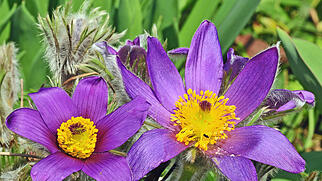 FdT K&uuml;chenschelle Pflanze