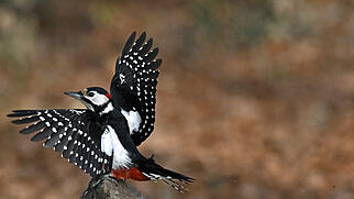 FdT Buntspecht Landung