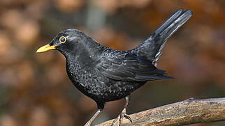 FdT Natur Amsel Vogel