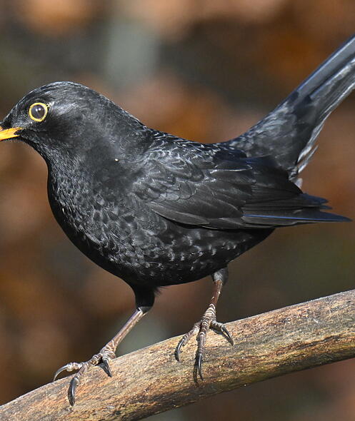 FdT Natur Amsel Vogel