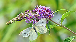 FdT Kleiner Kohlweissling Schmetterling