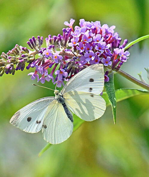 FdT Kleiner Kohlweissling Schmetterling