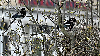 D&ouml;ttingen FdT Elster Nest 1