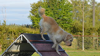 Schäferhundeclub Klingnau