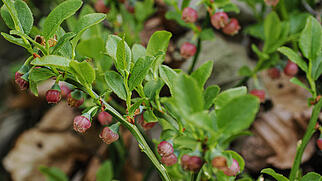 Fr&uuml;hling Gr&uuml;n Seite 1