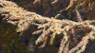FdT L&auml;rche Baum Natur