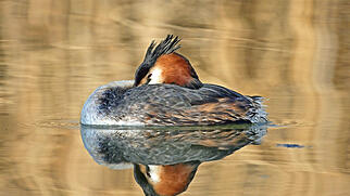 FdT Haubentaucher Harmonie Stausee