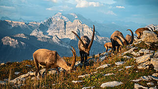 Auge in Auge mit den Steinb&ouml;cken