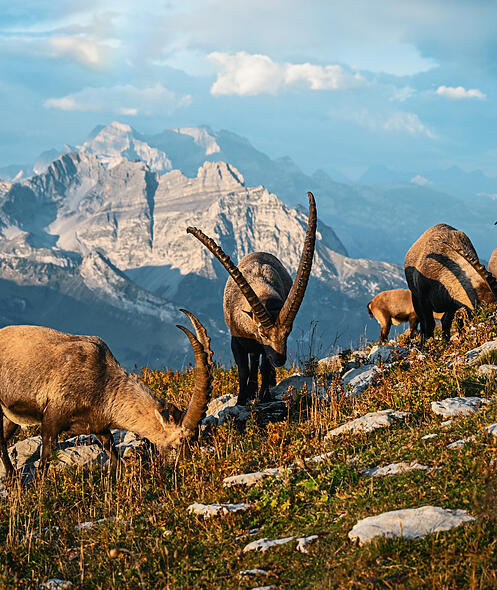 Auge in Auge mit den Steinb&ouml;cken