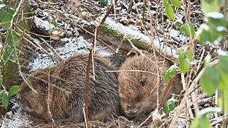 Klingnau zwei Biber FdT Natur