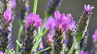 FdT Schopf-Lavendel Pflanze Natur