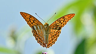 FdT Kaisermantel Schmetterling Flug
