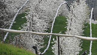 Bl&uuml;hende Obstb&auml;ume