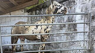 Fricktal Veterin&auml;ramt Tiere Beschlagnahmung