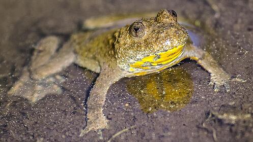 Von virtuellen und Unken-Netzwerken