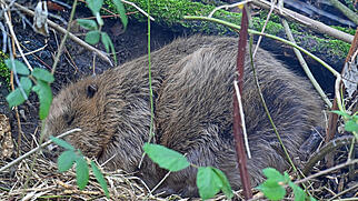 FdT Biber Schlaf Natur