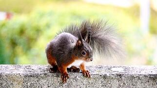 Windisch Wildtiere Aargau