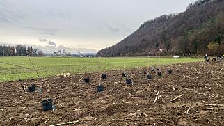 Untersiggenthal Hecke Pro Natura