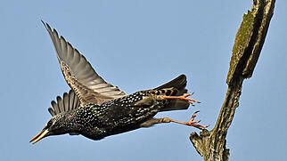 FdT Zugvoegel S&uuml;den