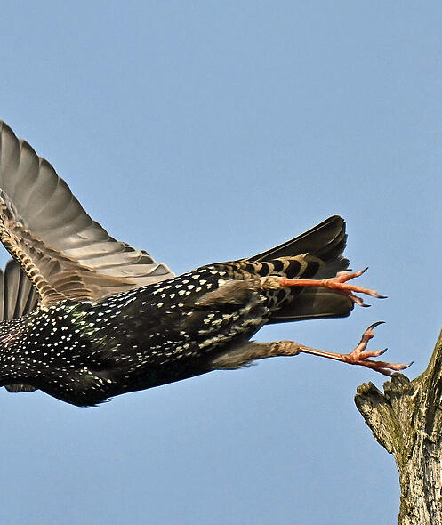 FdT Zugvoegel S&uuml;den