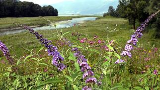 Kanton Strategie Neobiota