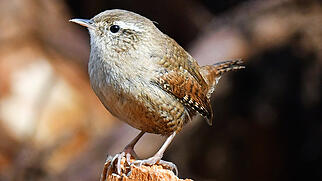 FdT Zaunk&ouml;nig Vogel Natur