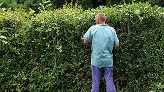 FdT Heckenschnitt V&ouml;gel