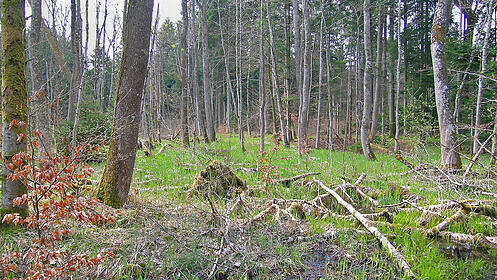 Feuchtgebiete Wald