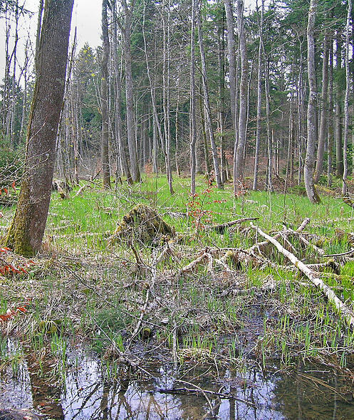 Feuchtgebiete Wald