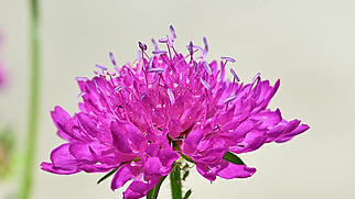 FdT Mazedonische Witwenblume