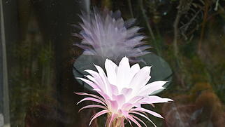 Koblenz Kaktusblüte