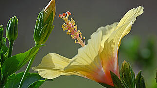 FdT Hibiskus Garten