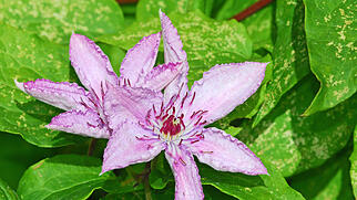 FdT Clematis Natur Pflanzen