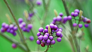 FdT Sch&ouml;nfrucht Natur Pflanze