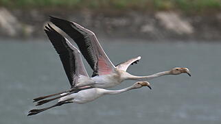 Stausee Flamingos 1