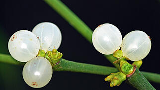 FdT Mistel Natur Pflanze