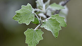 Klingnau FdT Silberpappel Weisspappel Baum