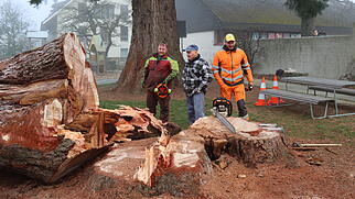 F&auml;llung Mammutbaum W&uuml;reningen