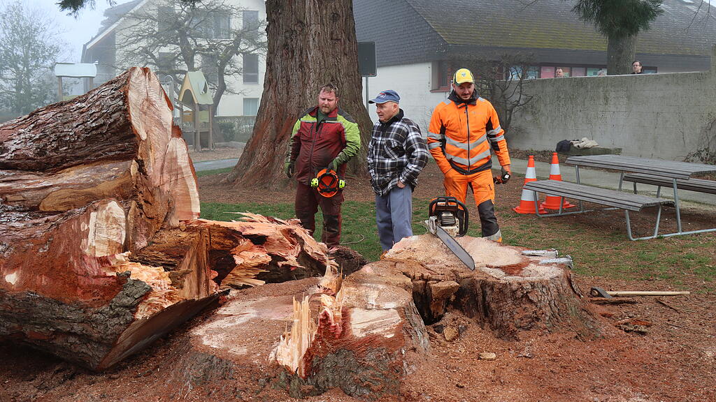 F&auml;llung Mammutbaum W&uuml;reningen