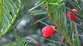 FdT Eibe Baum Natur