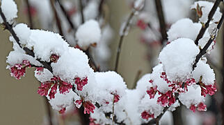 FdT Schnee Winterschneeball Pflanze