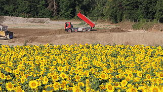 Sonnenblumen bei der Kiesgrube