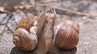 Weinbergschnecke FdT