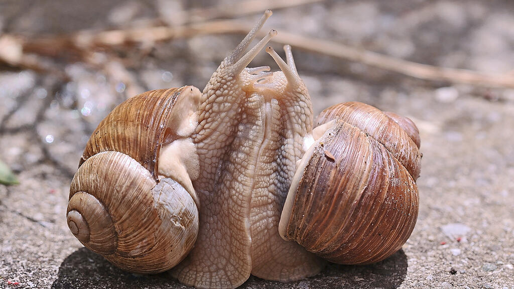 Weinbergschnecke FdT