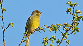 FdT Natur Gr&uuml;nfink Vogel